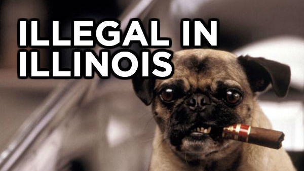 Illinois Dog Cigar