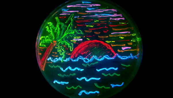 Bioart Microbes Petri Dish