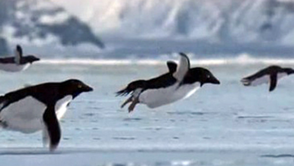 Flying Penguins Hoax