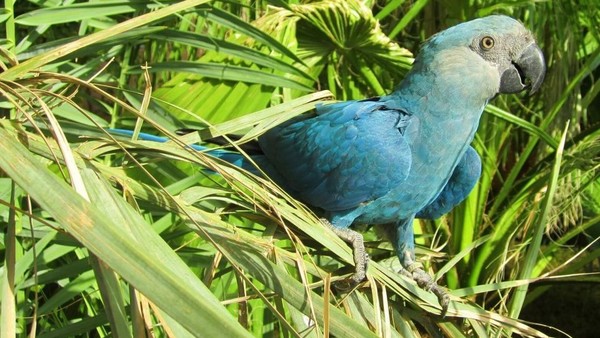spix's macaw