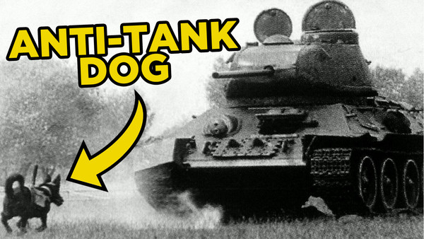 Antitank Dog