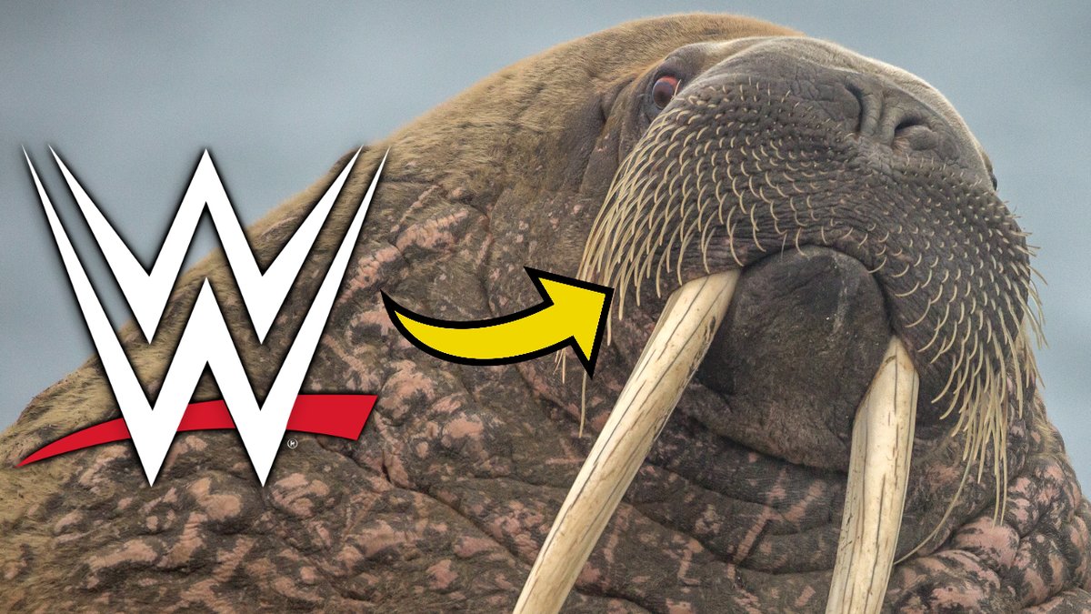 WWE Files For Bizarre New Trademark