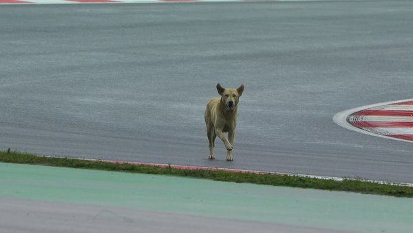 Formula 1 Turkey Dog