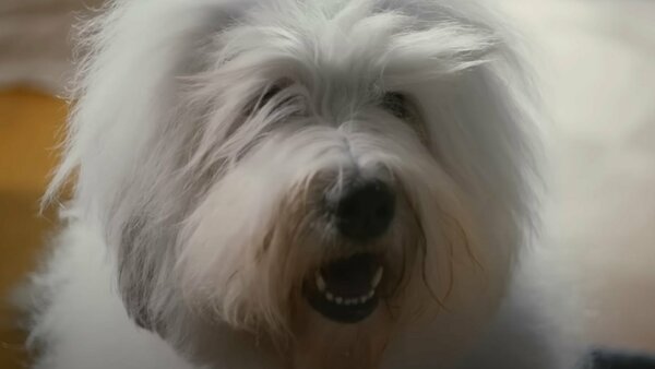 The Dulux Dog